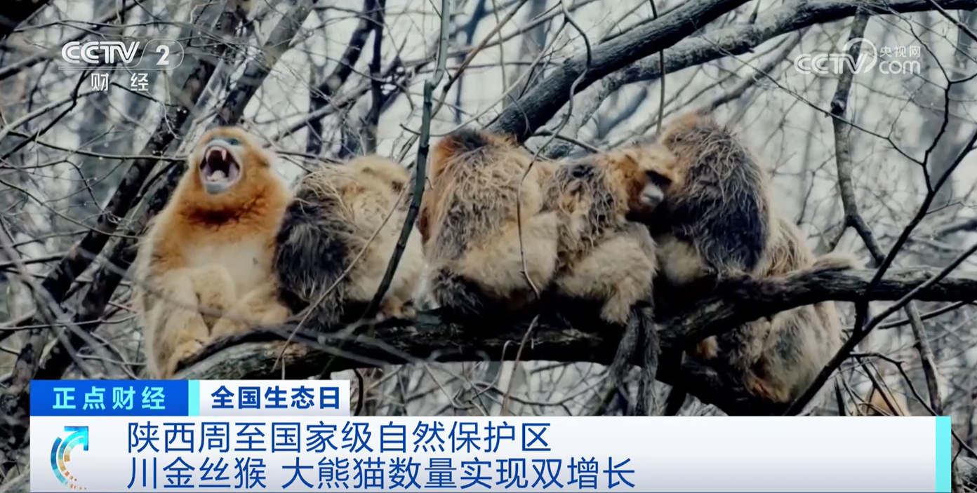 九游娱乐文化:研究、保护、共生解锁“明星”物种在这里数量增长的密码