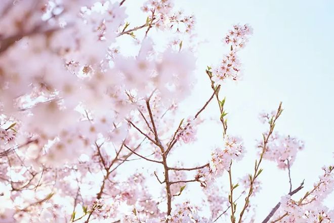 九游娱乐：适合春天看的5部电影感受电影中的生机与活力！(图8)